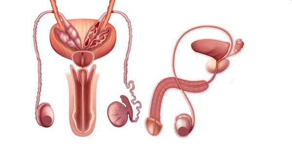 Urology